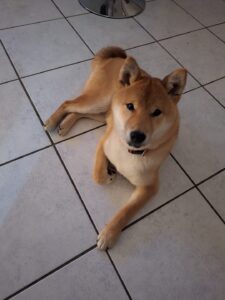 Astro Shiba inu, sociable