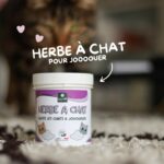 Herbe à chat