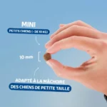 Traditionnelle Adulte Agneau Mini