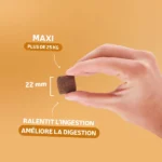 ESSENTIELLE Adulte Maxi