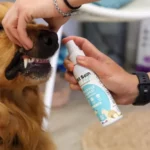 Dentifrice spray – 125ml