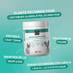 Harpagophytum en poudre pour chien et chat